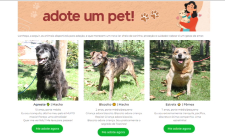 Adoção de Cachorro Jacareí/SP, Tigre, 1 ano, Raça Fila Brasileiro  Tigrado